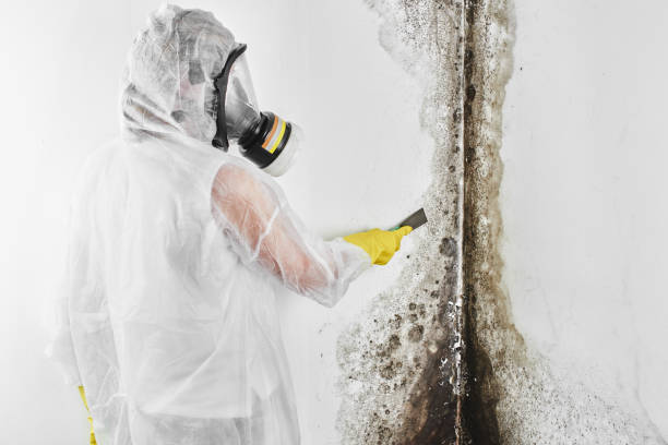 Best HVAC Mold Remediation in Parma Heights, OH