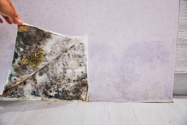 Best Commercial Mold Remediation in Parma Heights, OH